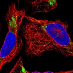 DDT Antibody, Novus Biologicals:Antibodies:Primary Antibodies